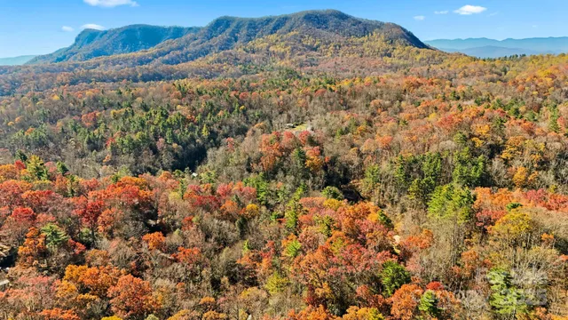 a view of a yard with plants and tree