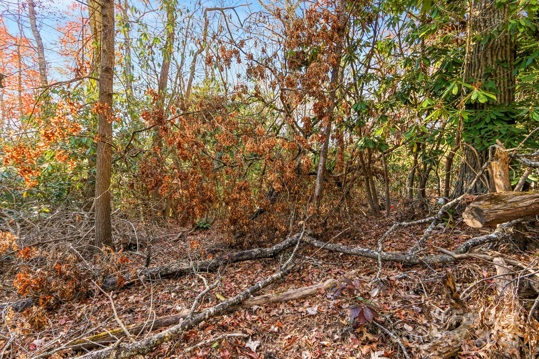 Tbd Tbd Midway Road Newland, NC 28657 - Photo 18 of 23 a view of a yard