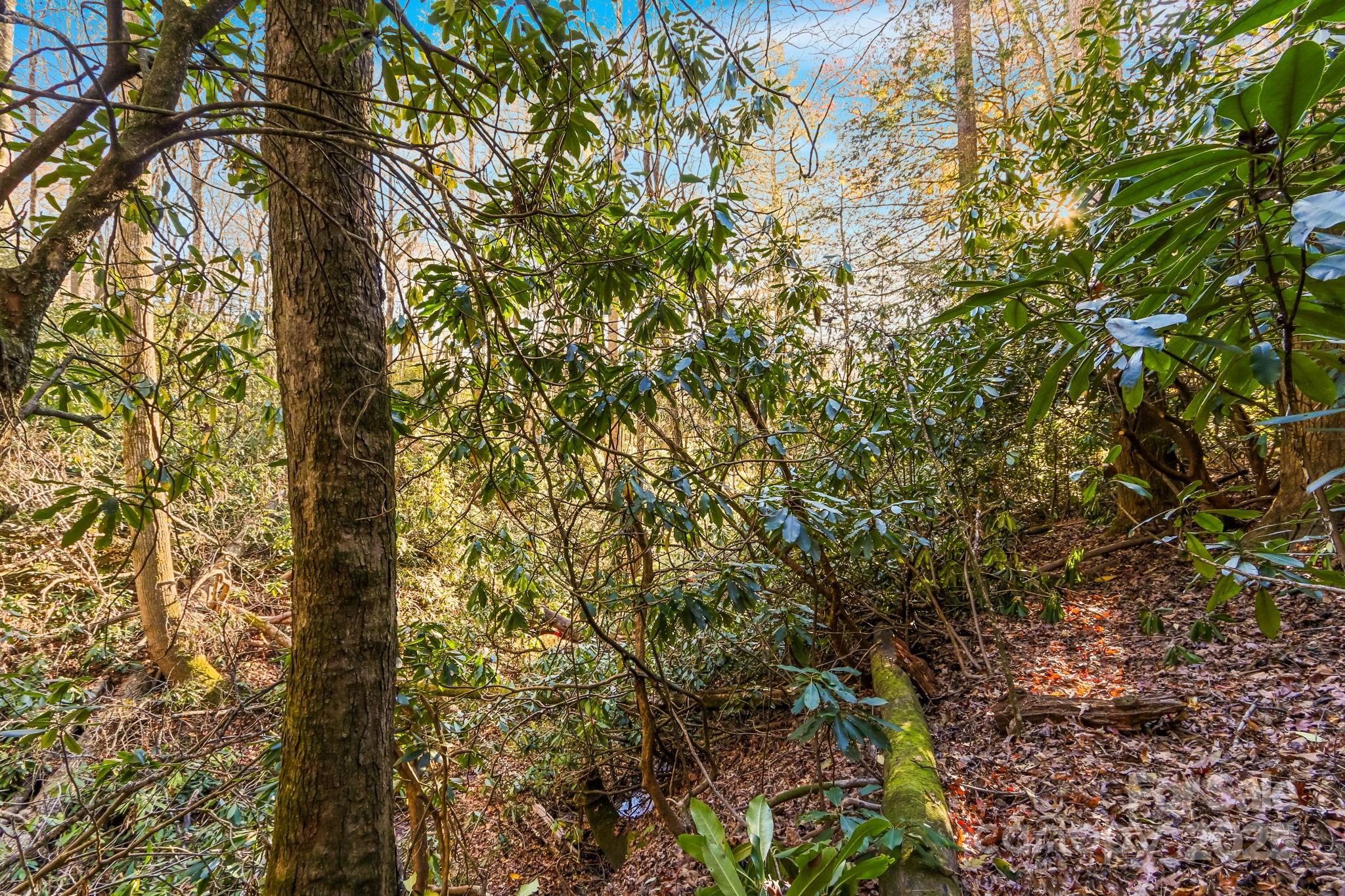 Tbd Tbd Midway Road Newland, NC 28657 - Photo 19 of 23 a close up of a tree