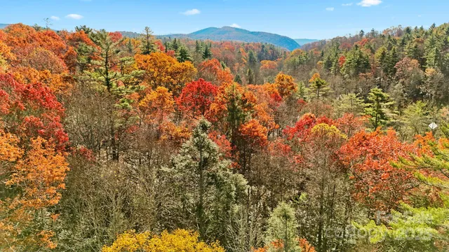 a view of a bunch of trees