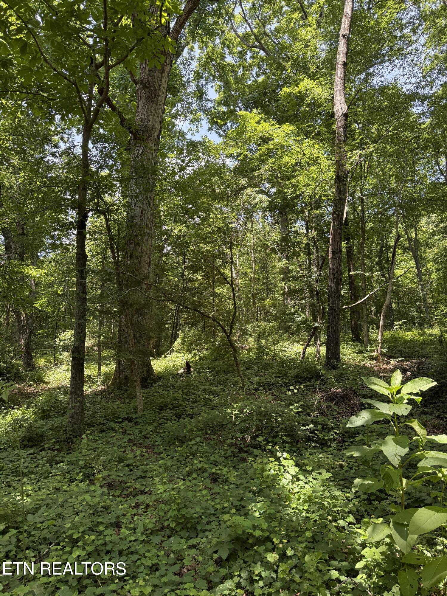 426 County Road 728 Riceville, TN 37370 - Photo 39 of 43 IMG_6494
