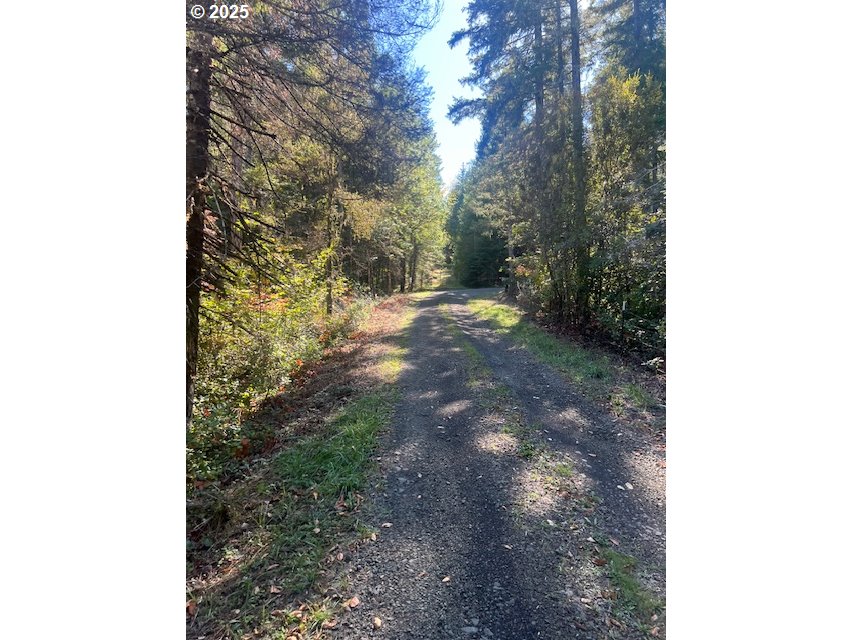 1890 Upper Camas Road Camas Valley, OR 97416 - Photo 2 of 9 a view of a yard with plants and trees