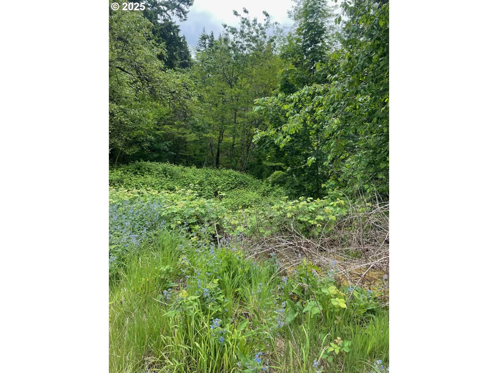 Carson Depot Road Carson, WA 98610 - Photo 2 of 9