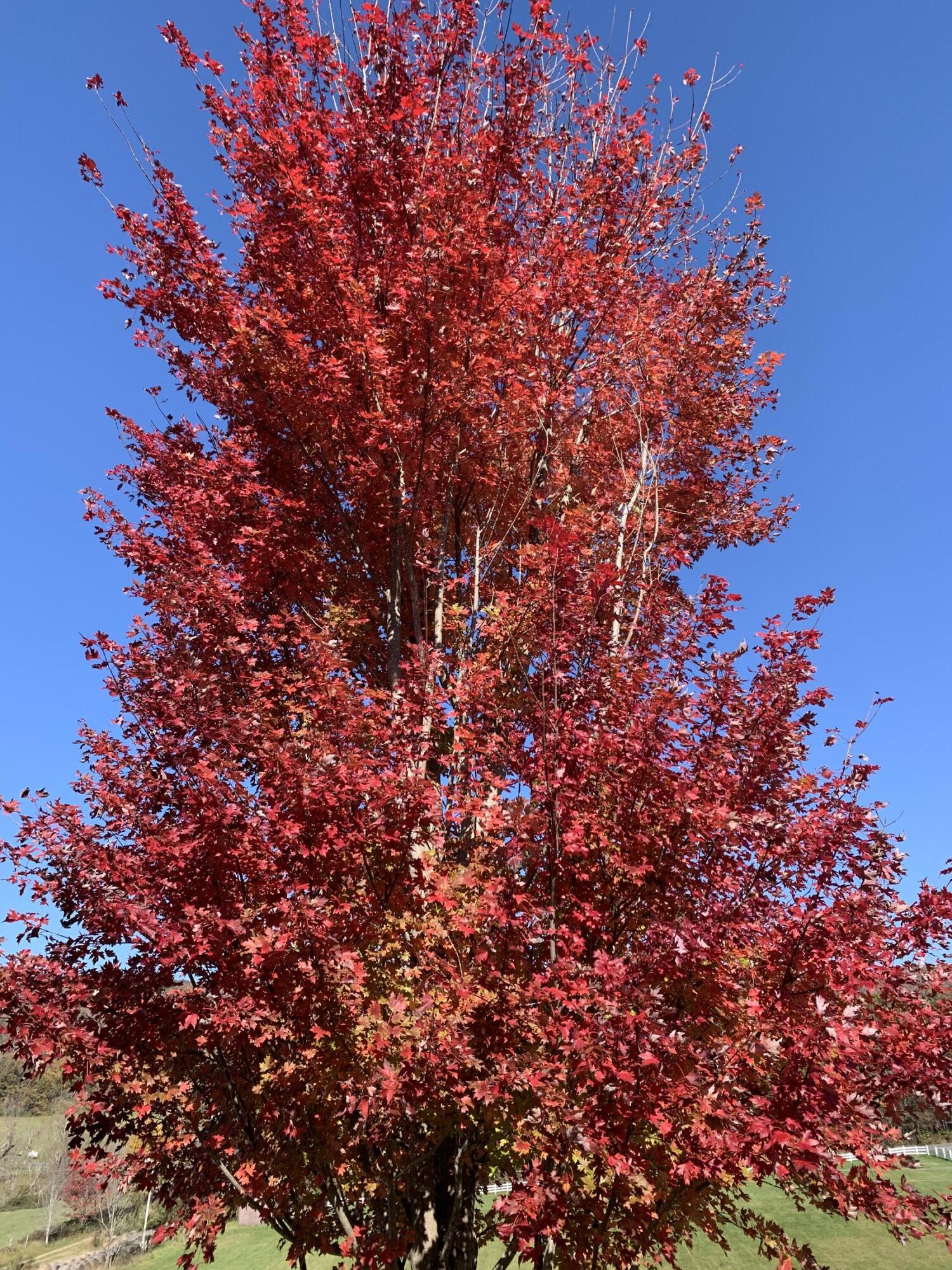 8370 Newport Road Catawba, VA 24070 - Photo 88 of 97 Gorgeous Foliage
