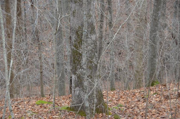 1709 Macedonia Road Irvine, KY 40336 - Photo 41 of 87 Young and mature timber!