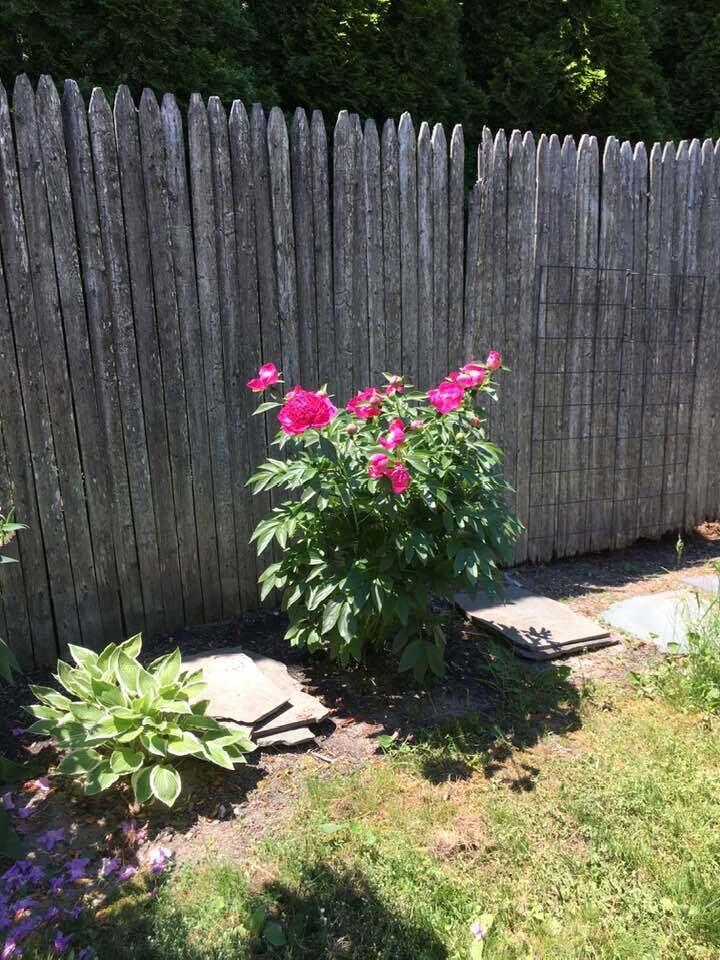 68 Alpine Road Portland, ME 04103 - Photo 77 of 86 peonies red