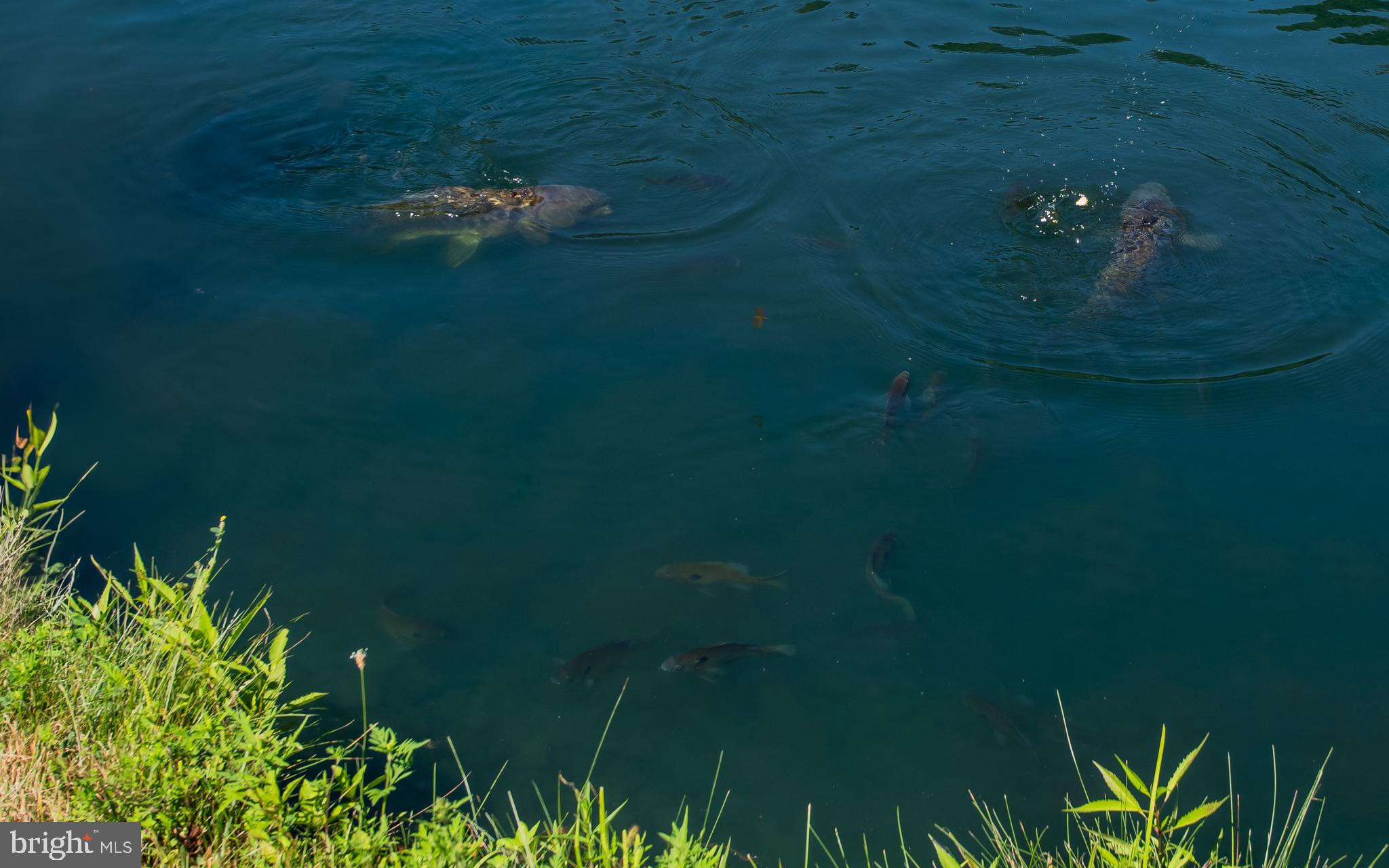 718 Turkey Path Road Linden, PA 17744 - Photo 8 of 65 Koi