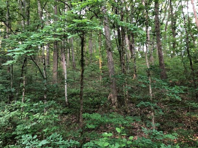 Sand Mountain Road Old Fort, TN 37362 - Photo 3 of 7 IMG_6910