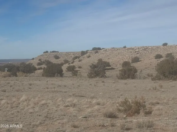 a view of a dry yard