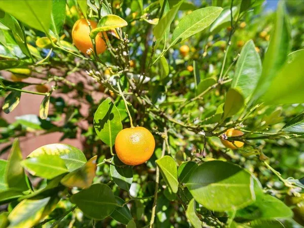 $1,938,888 | 1371 Lassen Avenue, Milpitas, CA 95035