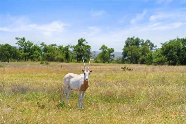 a backyard of a house with lots of green space and fog