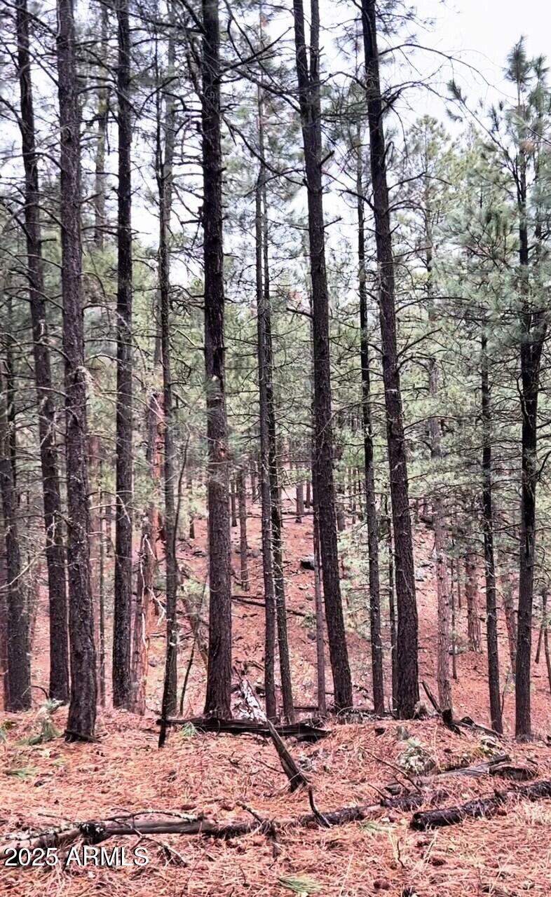 5131 Forest Service Road 137A Road, Unit PRCL40375003B A & B Happy Jack, AZ 86024 - Photo 11 of 21 a backyard of a house with lots of trees