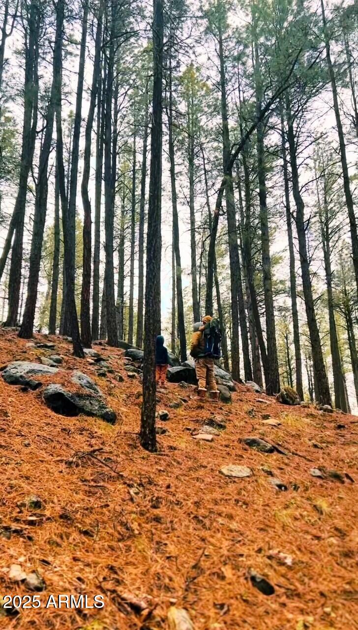5131 Forest Service Road 137A Road, Unit PRCL40375003B A & B Happy Jack, AZ 86024 - Photo 12 of 21 a view of outdoor space with trees