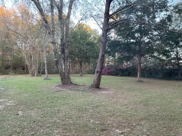 a view of a park with a tree