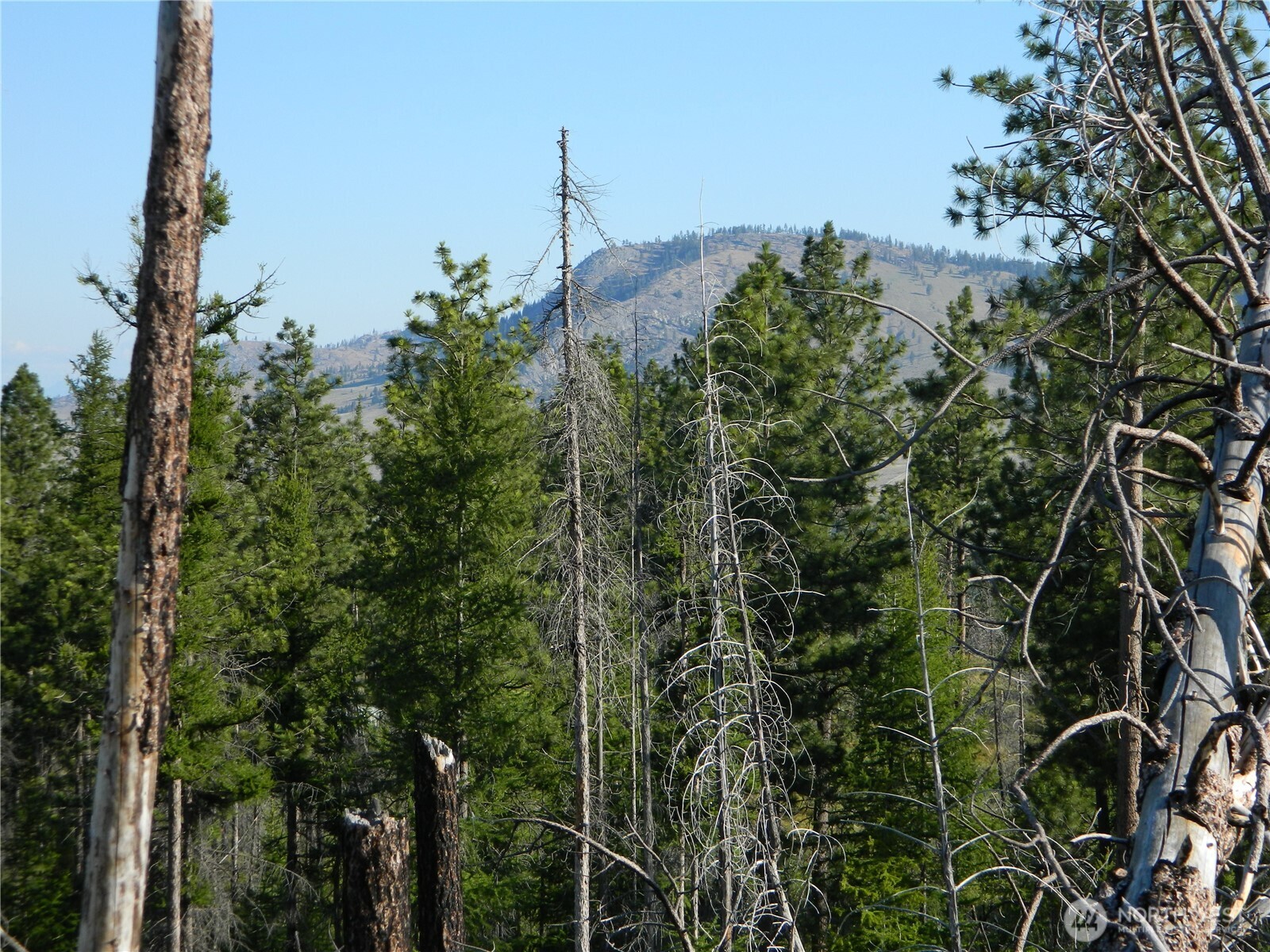 0 Stagecoach Trail Riverside, WA 98849 - Photo 11 of 29 a view of a garden