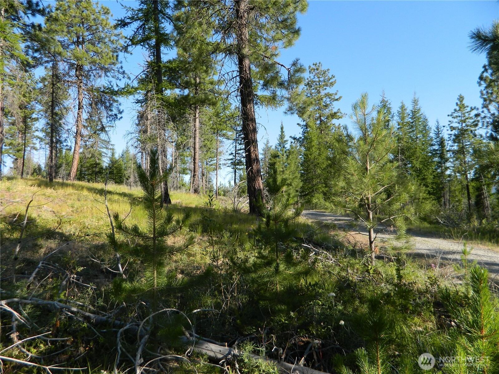 0 Stagecoach Trail Riverside, WA 98849 - Photo 13 of 29 a view of a yard with plants and trees