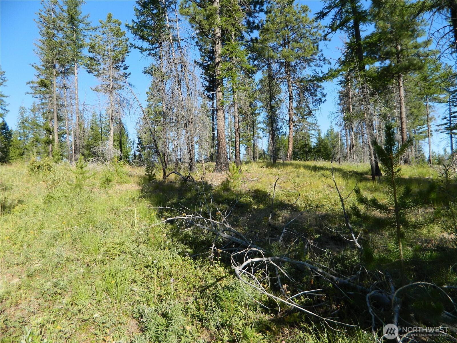 0 Stagecoach Trail Riverside, WA 98849 - Photo 14 of 29 a view of yard with green space
