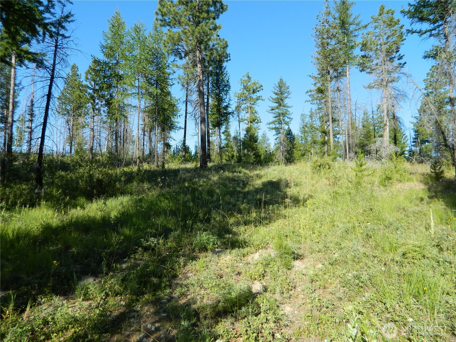 0 Stagecoach Trail Riverside, WA 98849 - Photo 15 of 29 a view of a garden