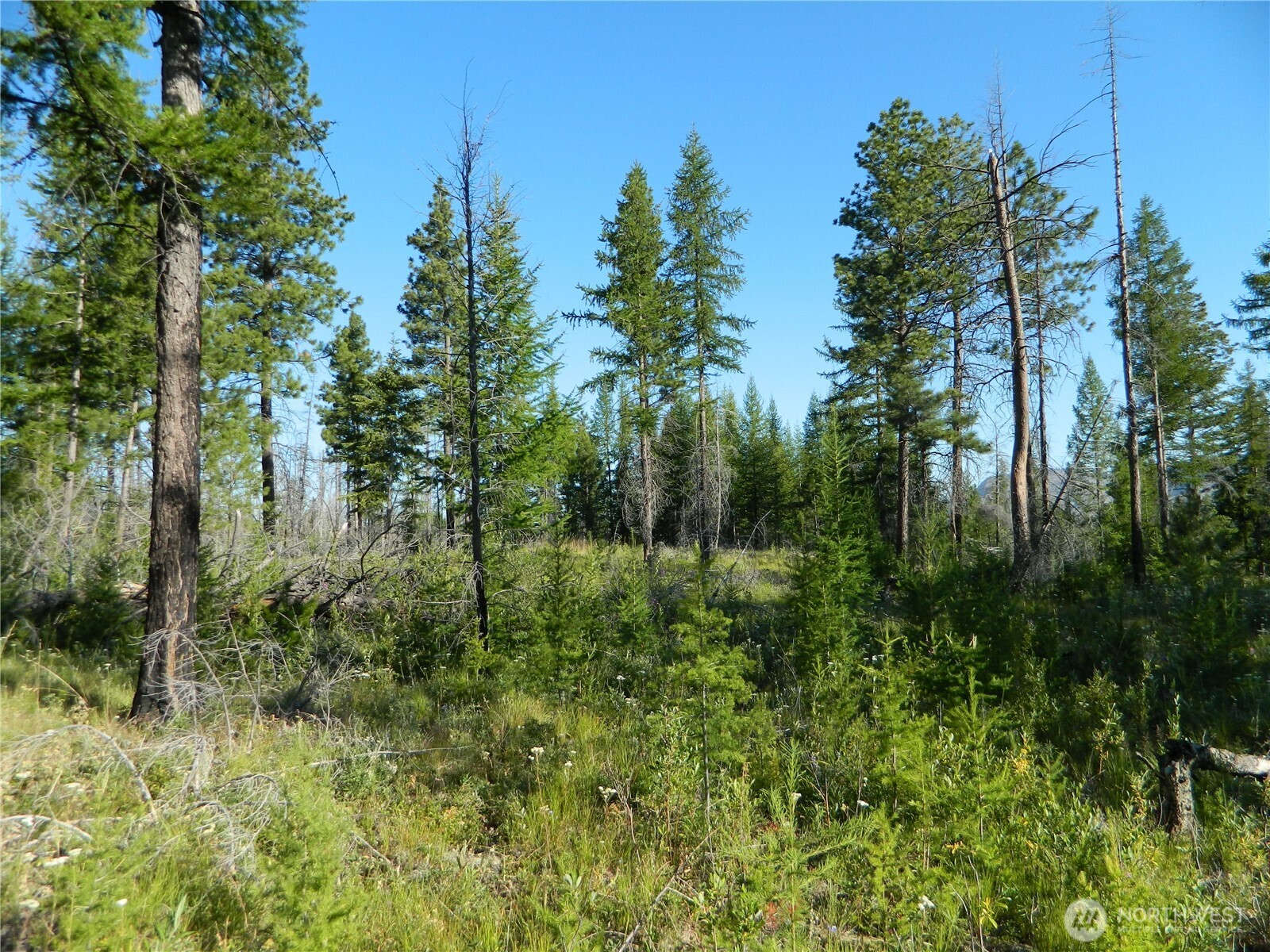 0 Stagecoach Trail Riverside, WA 98849 - Photo 16 of 29 a view of a garden
