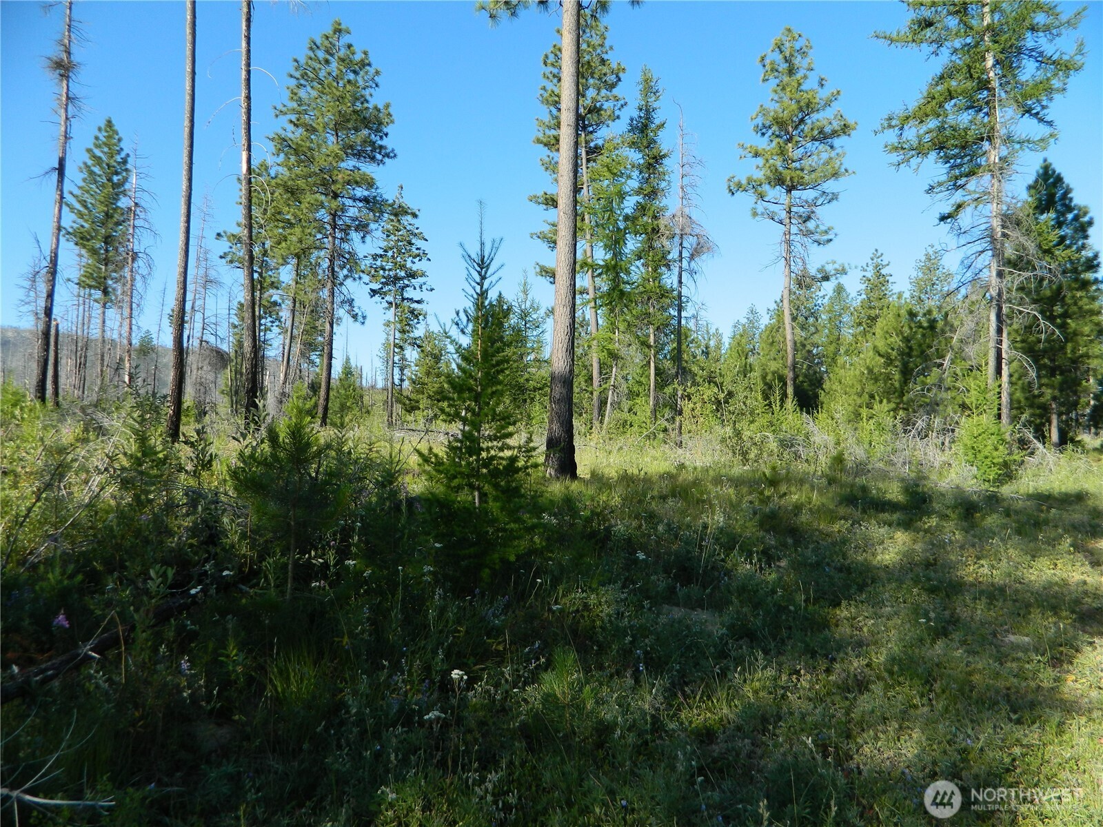 0 Stagecoach Trail Riverside, WA 98849 - Photo 17 of 29 a view of a garden