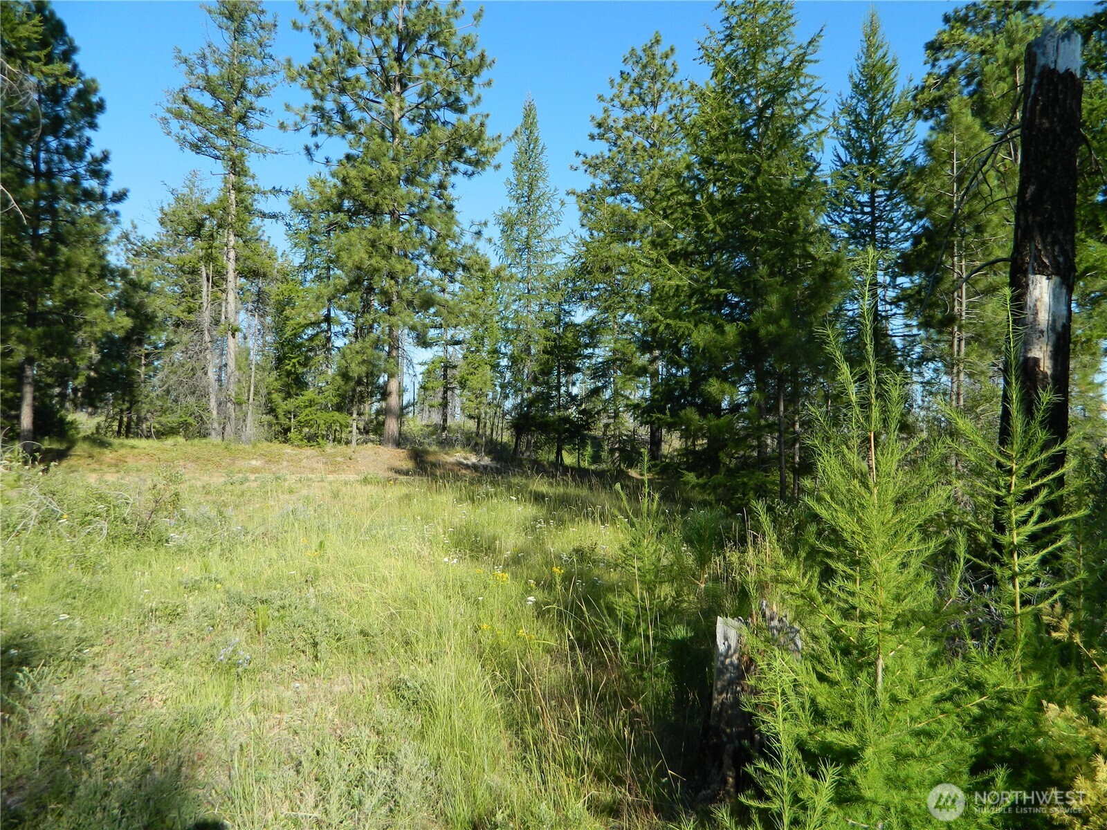 0 Stagecoach Trail Riverside, WA 98849 - Photo 18 of 29 a view of yard with green space