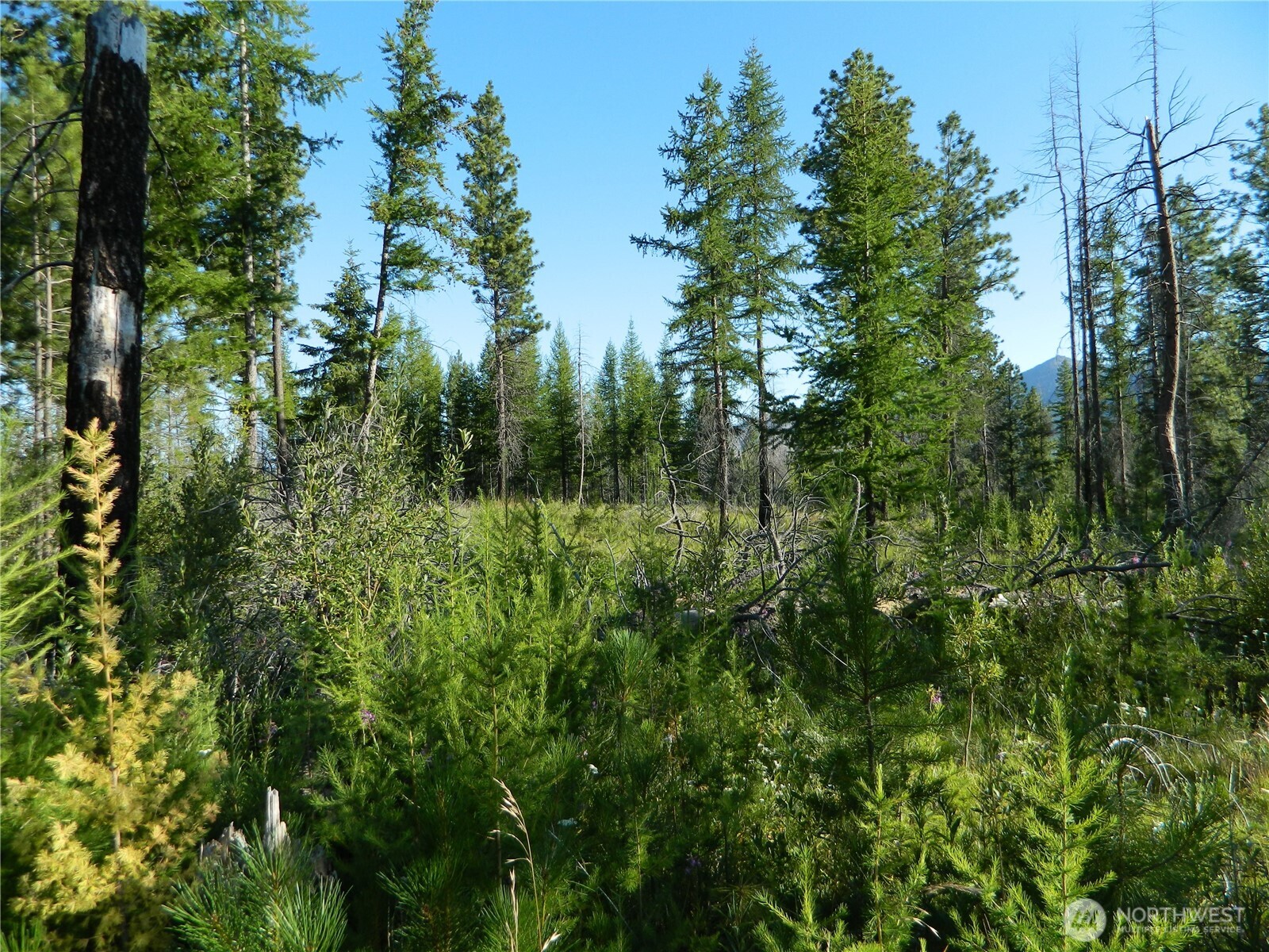 0 Stagecoach Trail Riverside, WA 98849 - Photo 19 of 29 a view of a forest