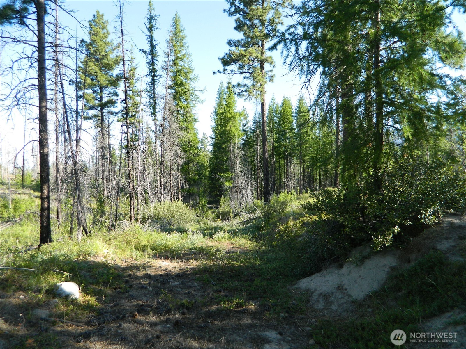 0 Stagecoach Trail Riverside, WA 98849 - Photo 22 of 29 a view of a forest with trees