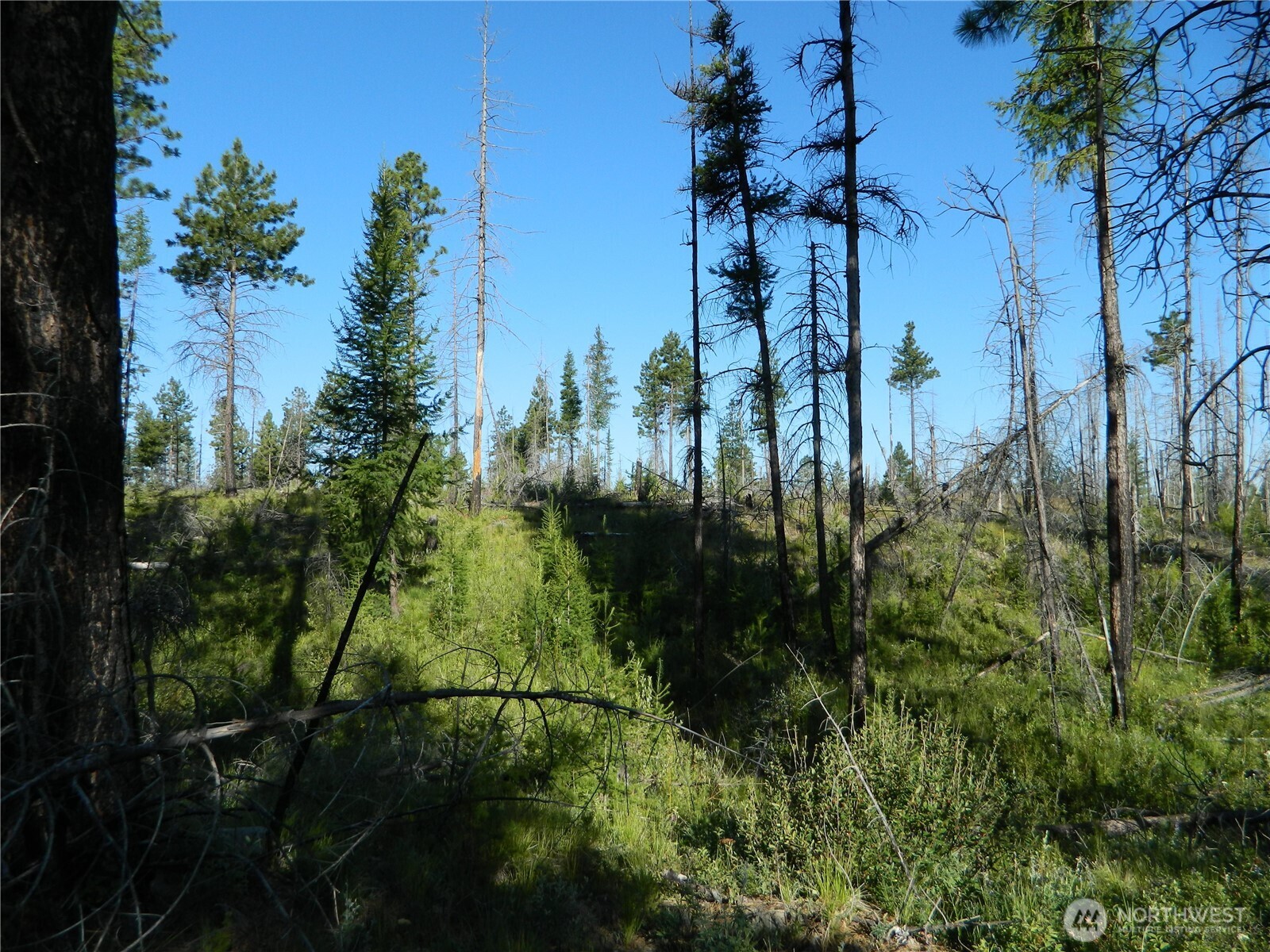 0 Stagecoach Trail Riverside, WA 98849 - Photo 23 of 29 a view of a garden
