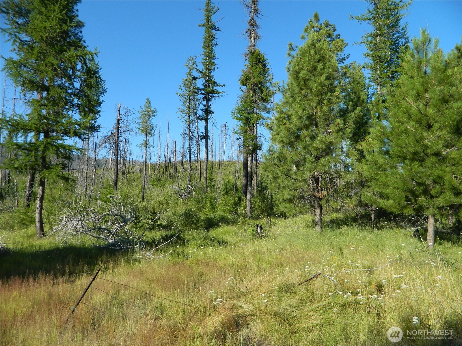 0 Stagecoach Trail Riverside, WA 98849 - Photo 27 of 29 a view of a lake view with a large tree
