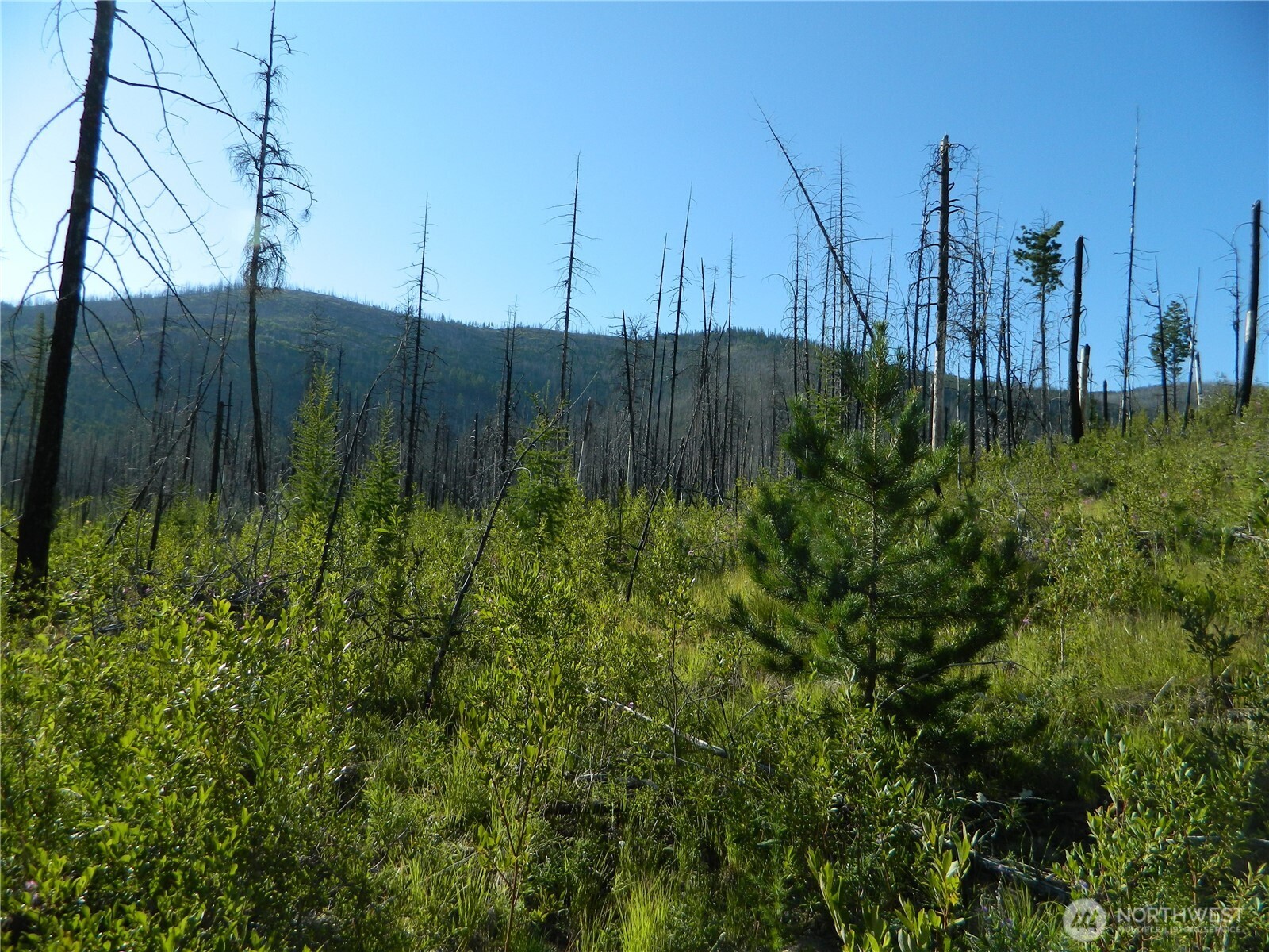 0 Stagecoach Trail Riverside, WA 98849 - Photo 29 of 29 a view of a backyard of the house