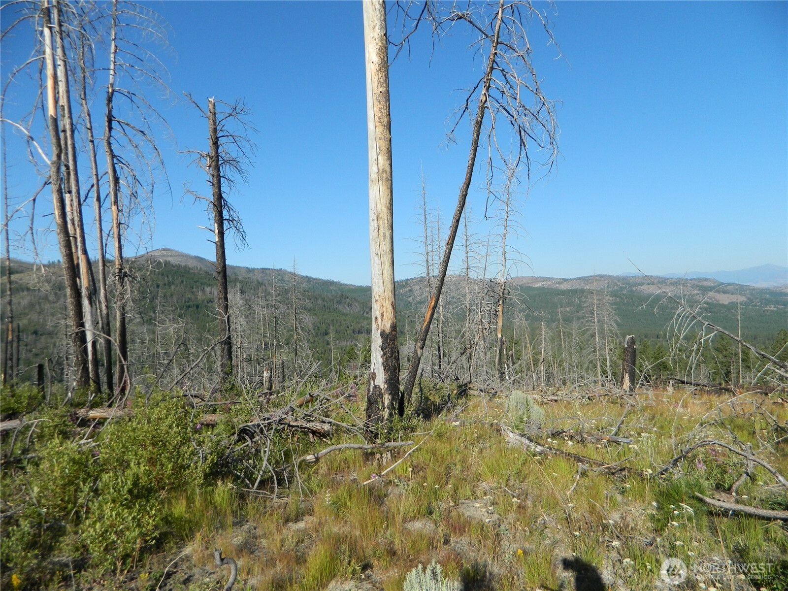 0 Stagecoach Trail Riverside, WA 98849 - Photo 4 of 29 a view of a dry yard with large trees
