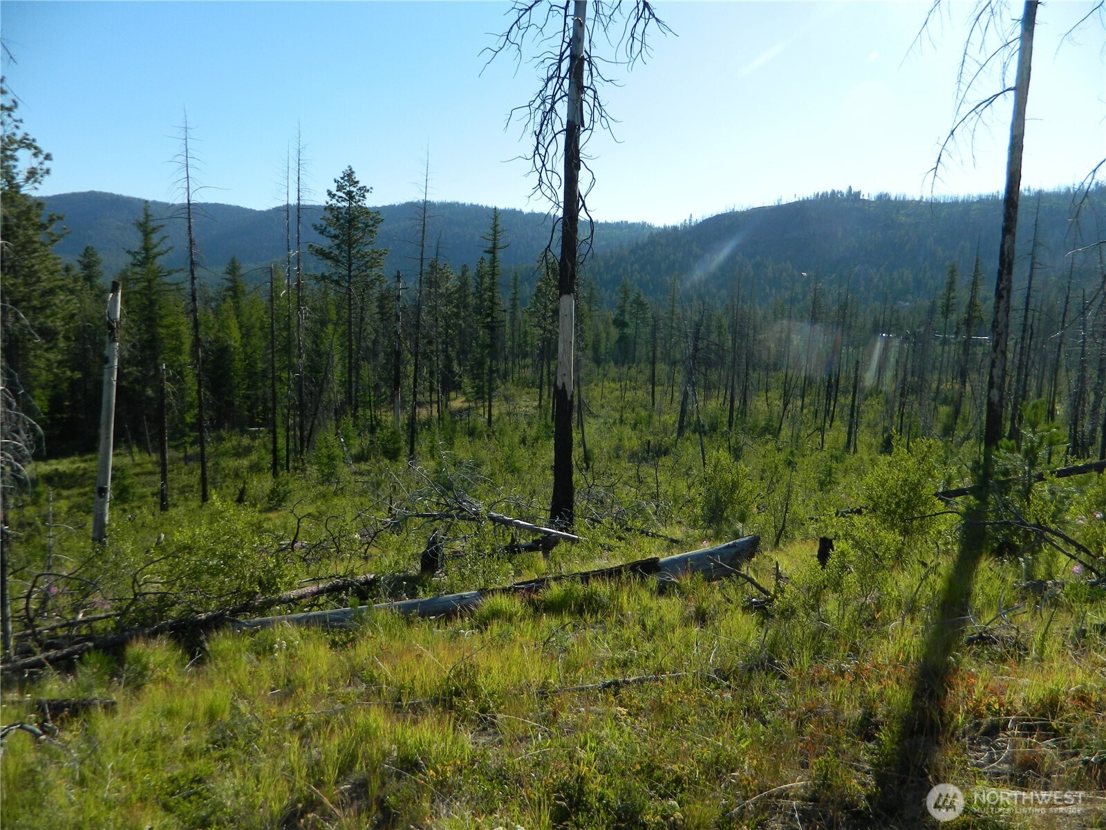 0 Stagecoach Trail Riverside, WA 98849 - Photo 7 of 29 a view of a lush green forest