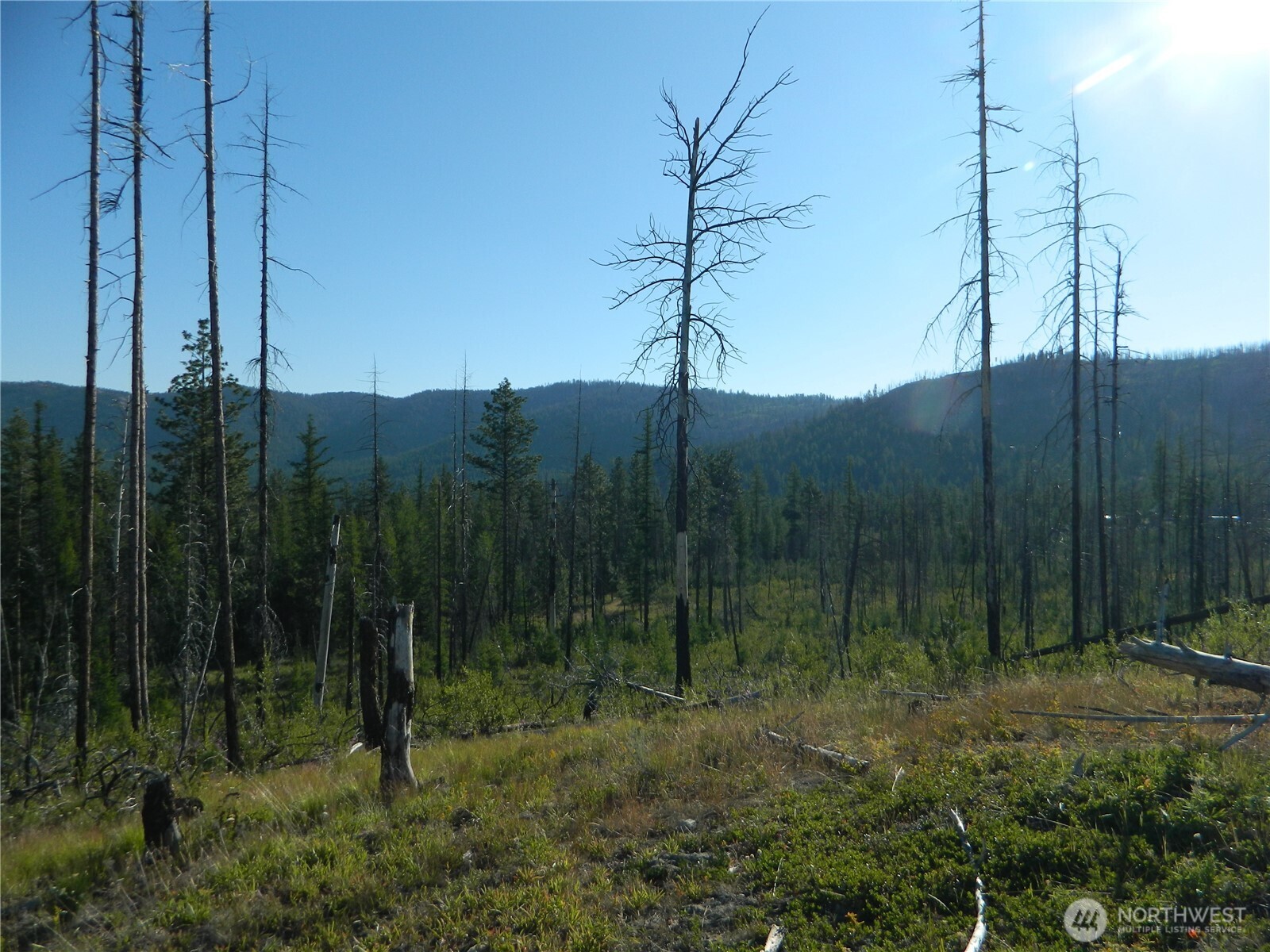 0 Stagecoach Trail Riverside, WA 98849 - Photo 8 of 29 a view of a forest