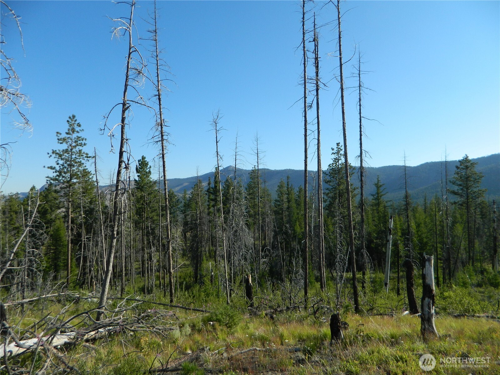 0 Stagecoach Trail Riverside, WA 98849 - Photo 9 of 29 a view of a garden