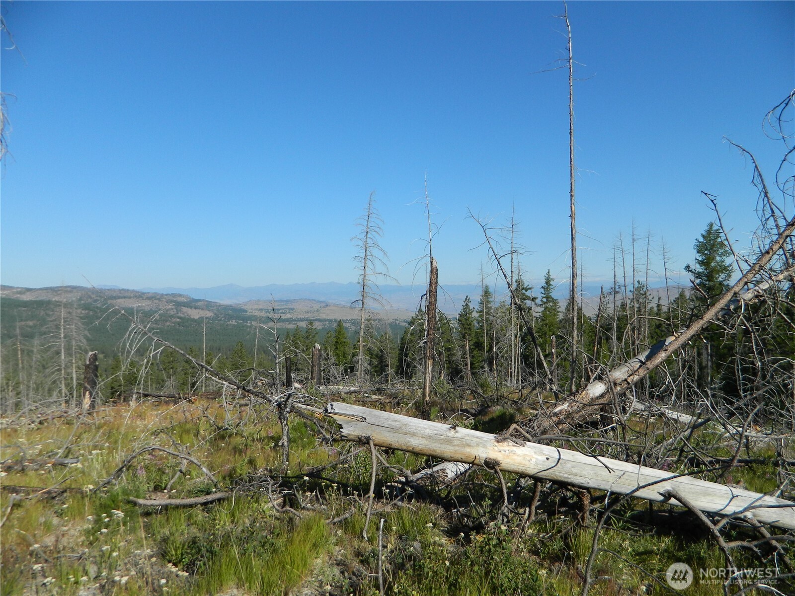 0 Stagecoach Trail Riverside, WA 98849 - Photo 10 of 29 a view of a forest with a forest