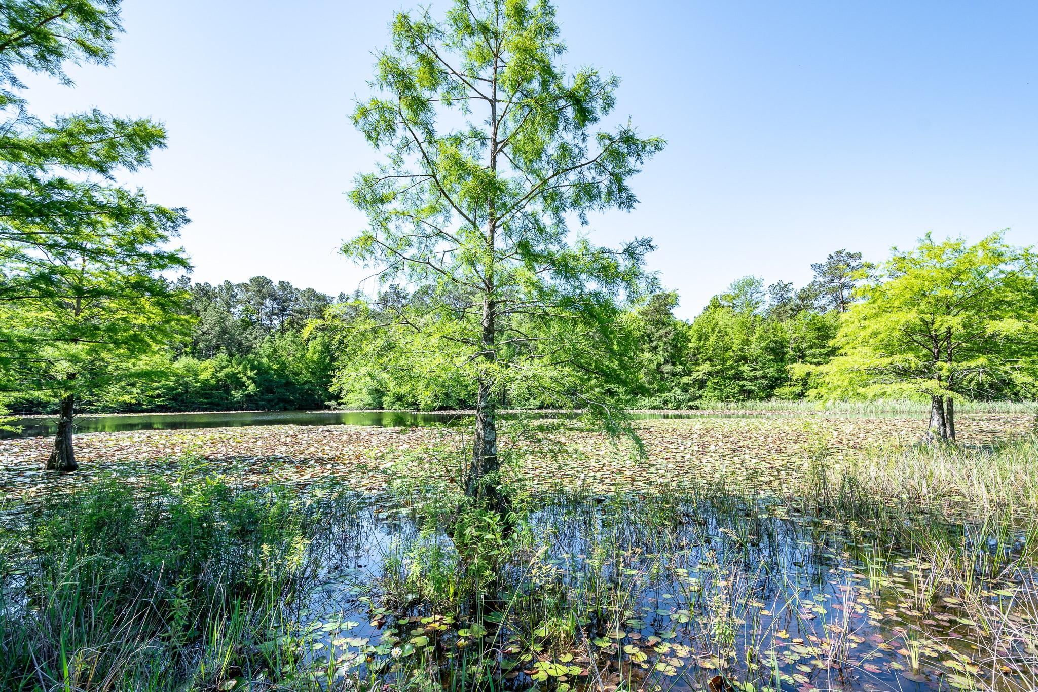1331 A McCaleb Road Montgomery, TX 77316 - Photo 4 of 13 Pond