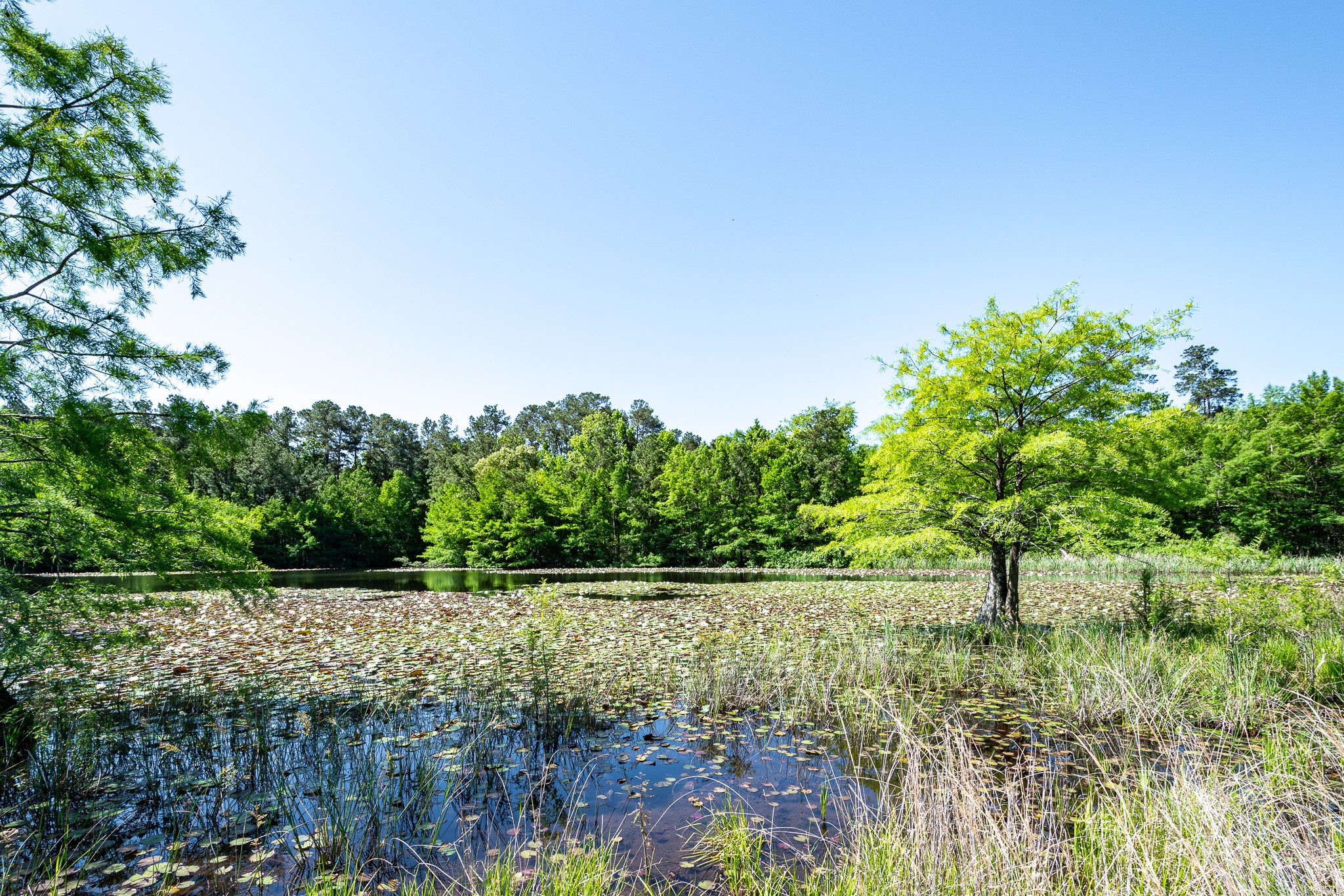 1331 A McCaleb Road Montgomery, TX 77316 - Photo 5 of 13 Pond