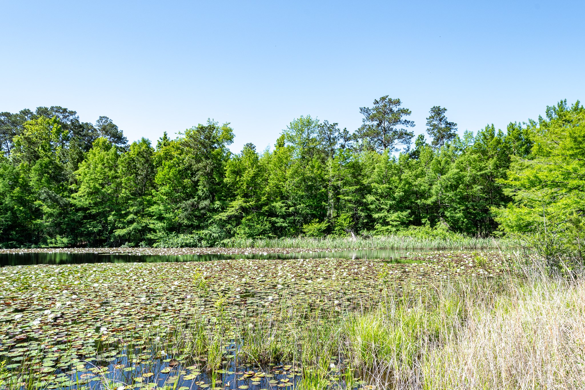 1331 A McCaleb Road Montgomery, TX 77316 - Photo 6 of 13 Pond