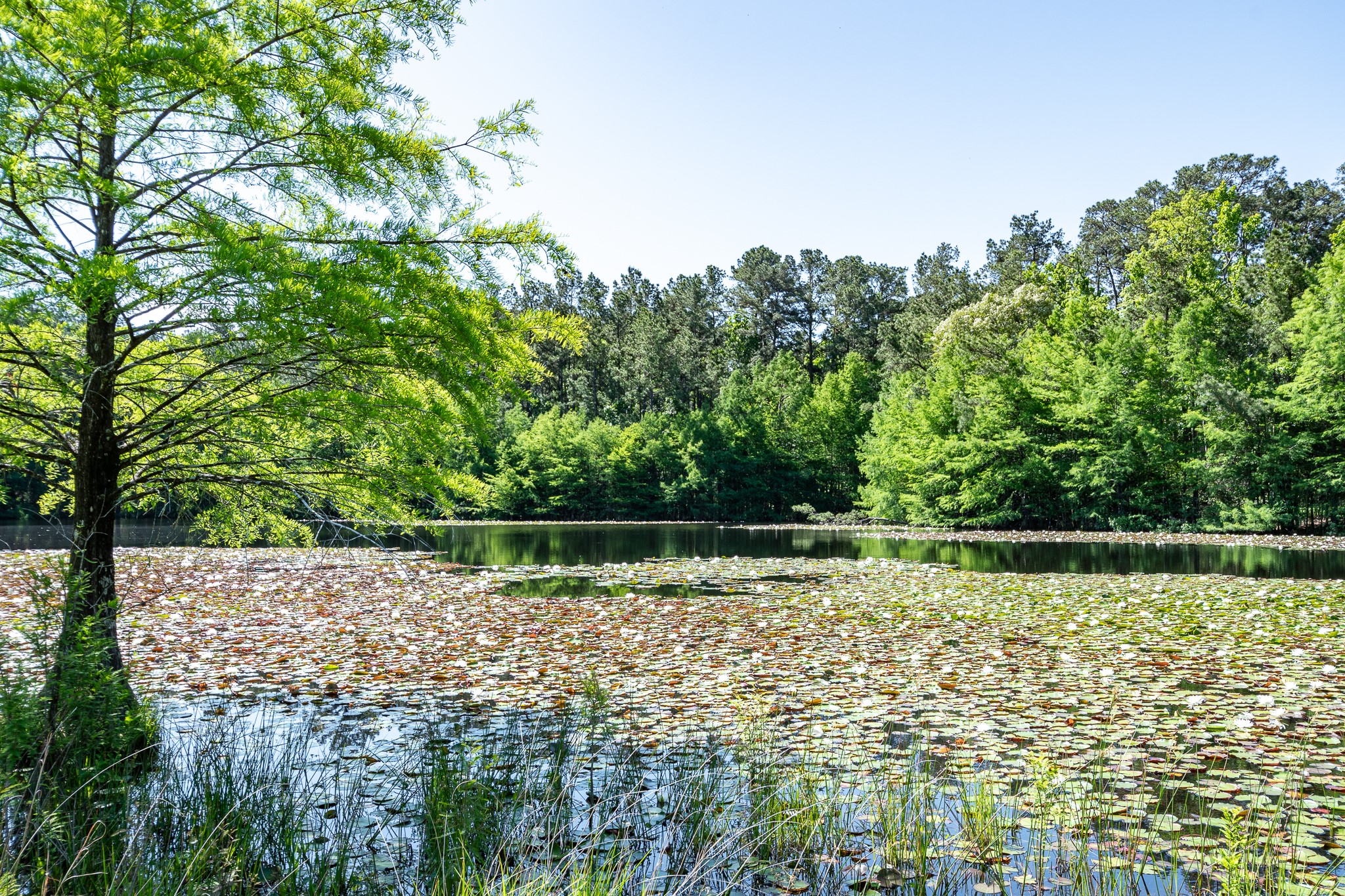 1331 A McCaleb Road Montgomery, TX 77316 - Photo 7 of 13 Pond