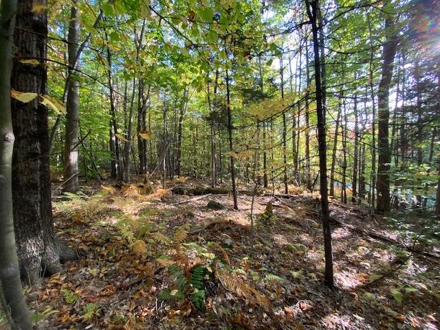 Lot #18 Rollins Road Newbury, NH 03255 - Photo 5 of 16 Gallery Image 5