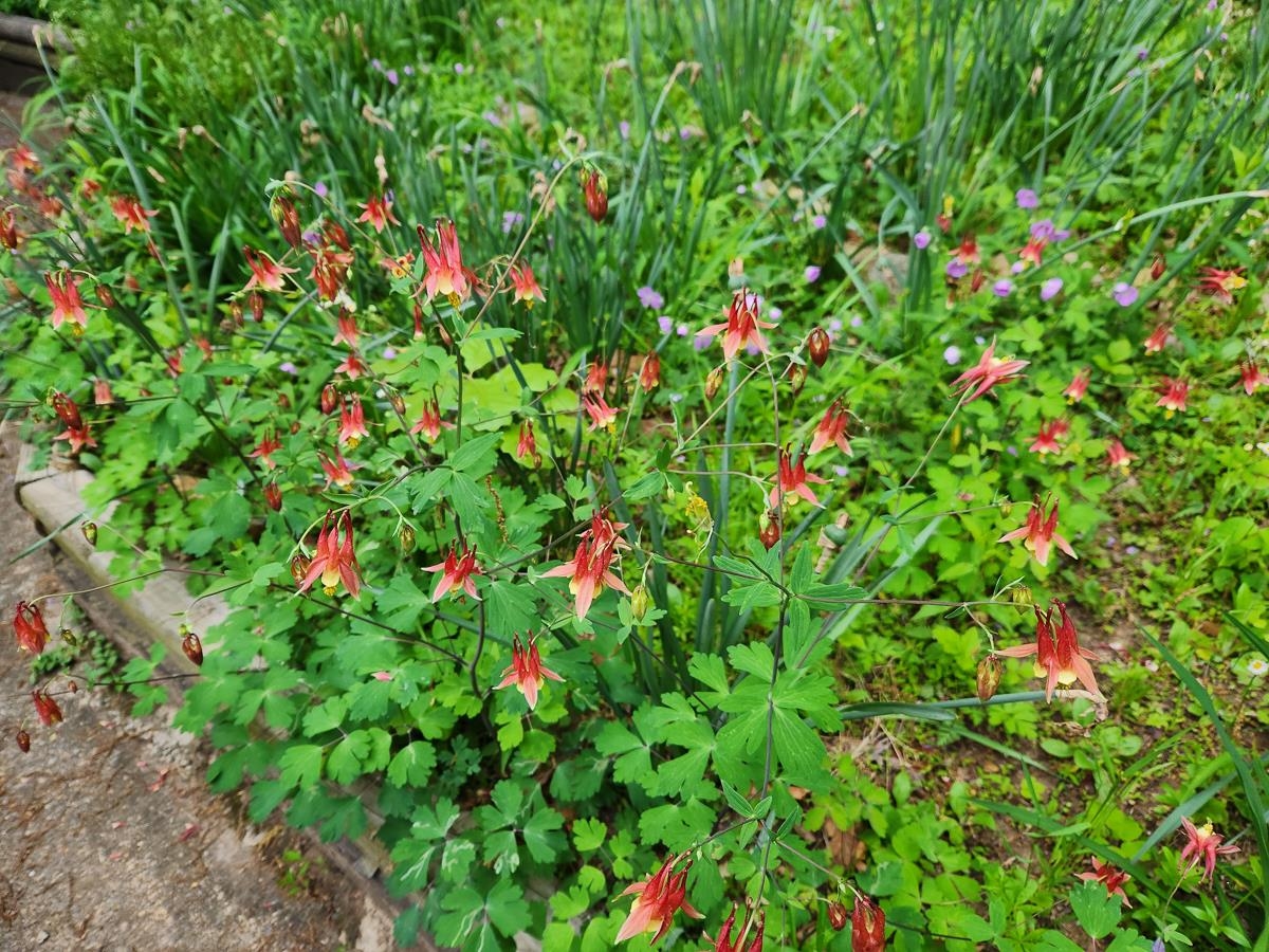 188 New Market Reservoir Road New Market, VA 22844 - Photo 57 of 61 a view of flowers in bunch