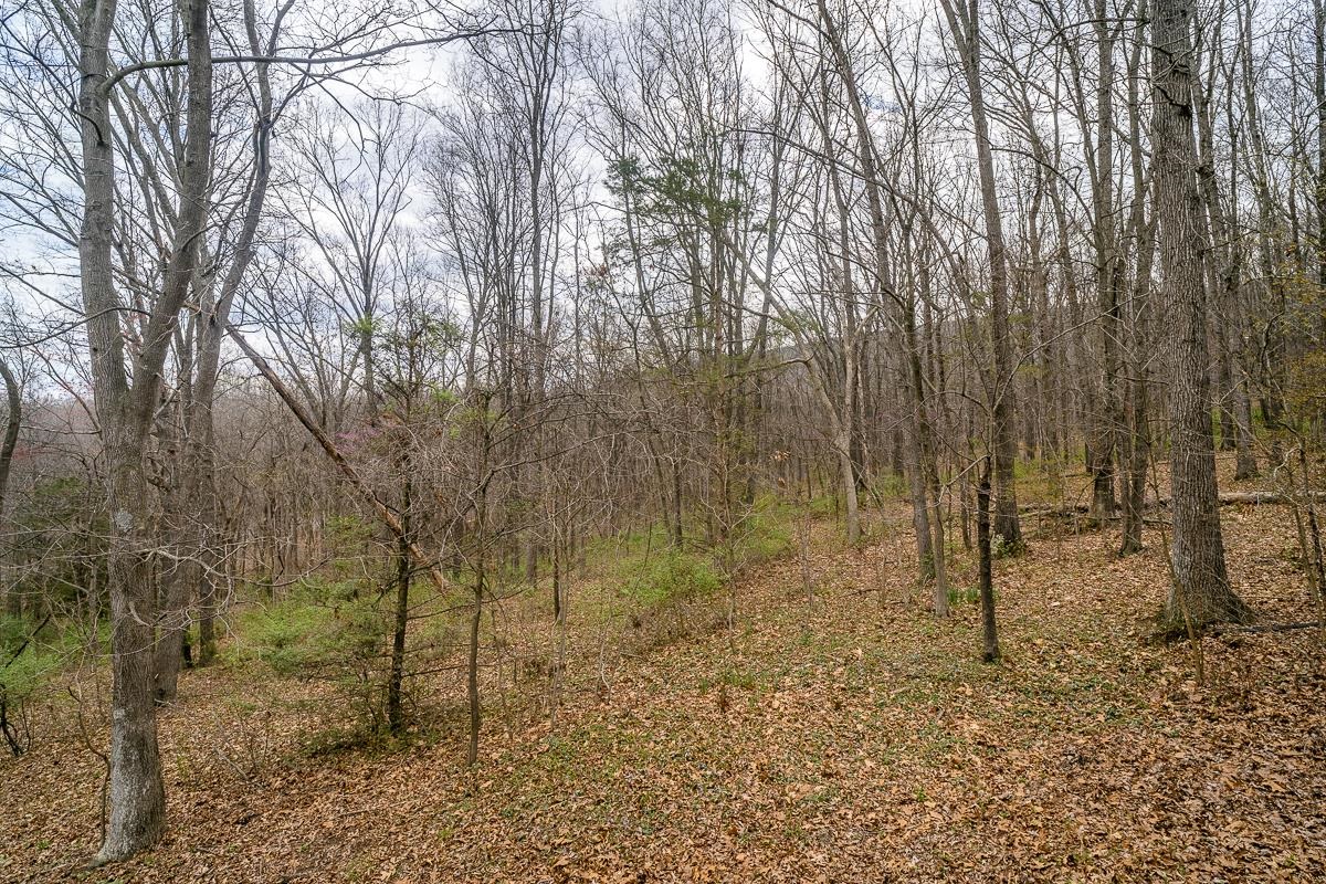 188 New Market Reservoir Road New Market, VA 22844 - Photo 59 of 61 a view of a forest with trees in front of it