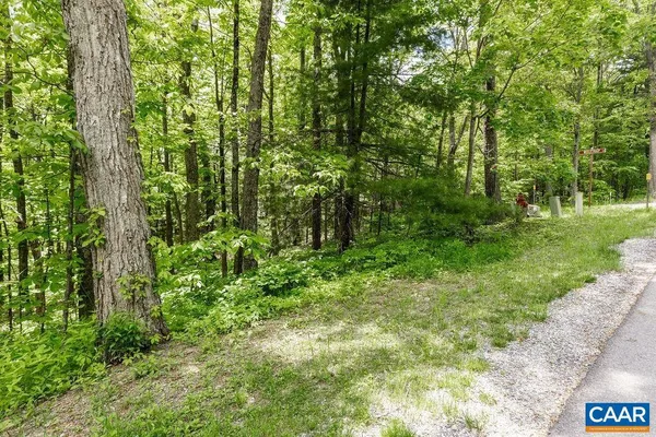 a view of a lush green forest
