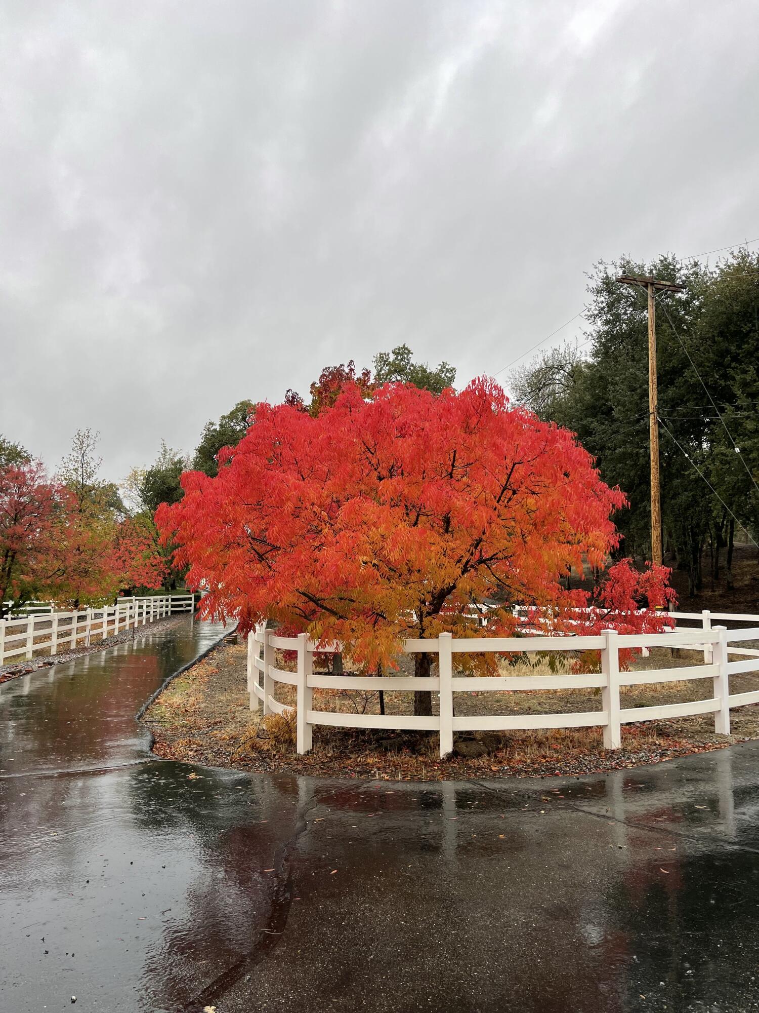 10740 Swede Creek Road Palo Cedro, CA 96073 - Photo 46 of 71 IMG_0730