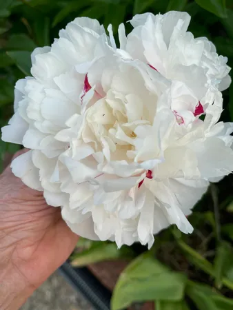 $745,000 | 10740 Swede Creek Road, Palo Cedro, CA 96073