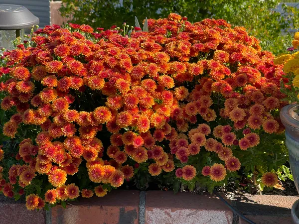 $745,000 | 10740 Swede Creek Road, Palo Cedro, CA 96073