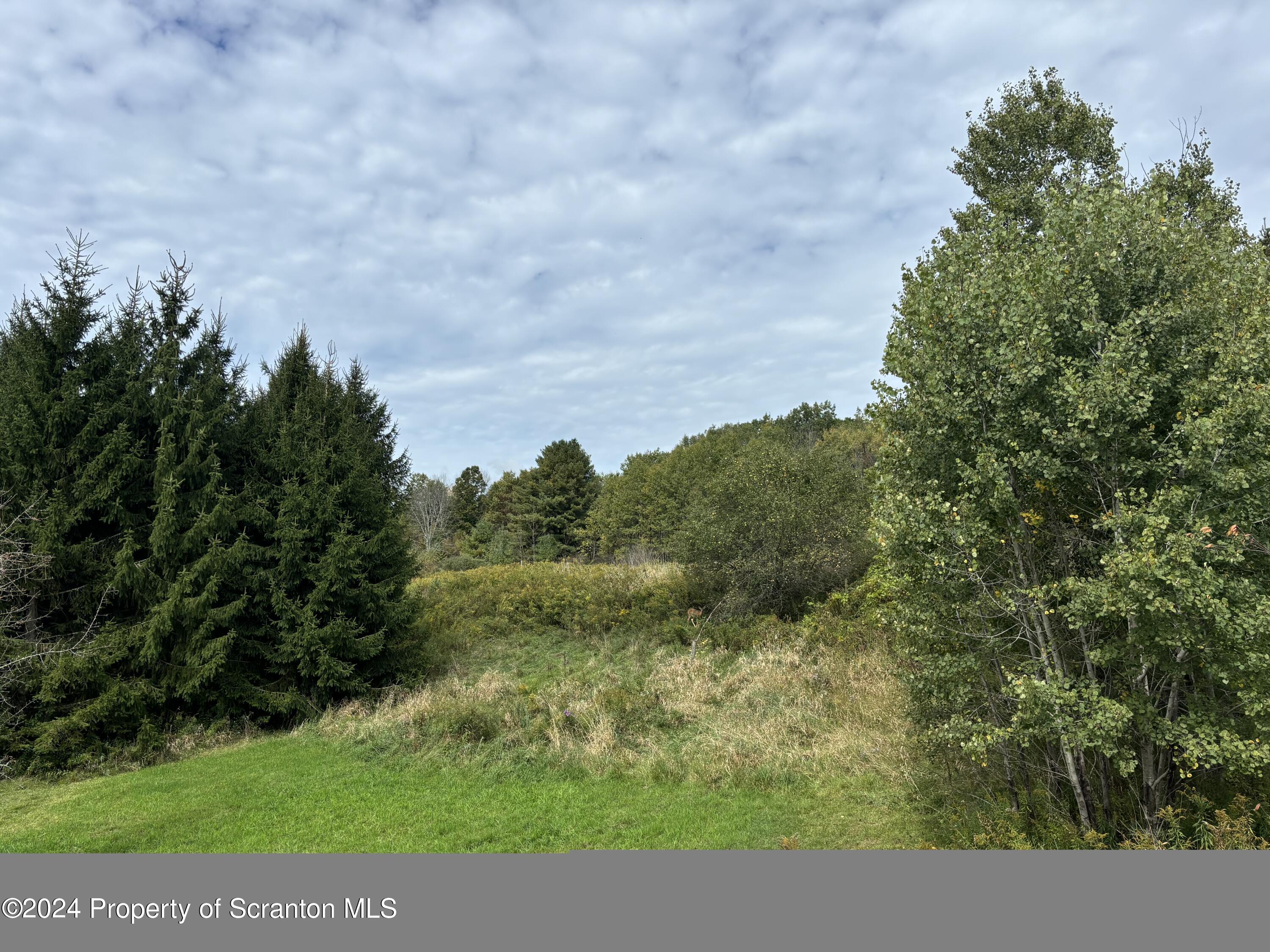 2053 Silver Creek Road Montrose, PA 18801 - Photo 9 of 10 a view of a yard with a tree