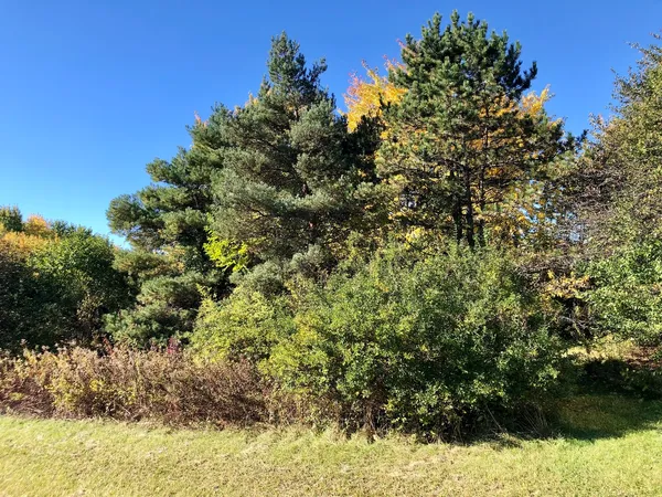 a view of a yard