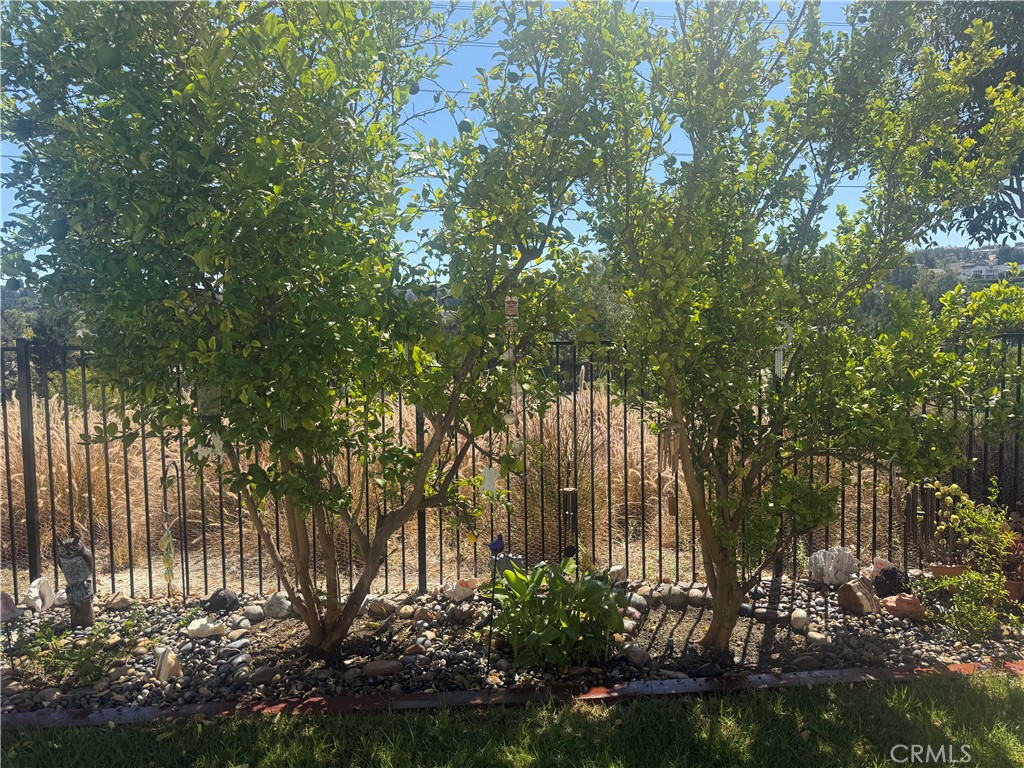 16 Bower Lane Ladera Ranch, CA 92694 - Photo 36 of 38 lemon tree, lime tree, avacado