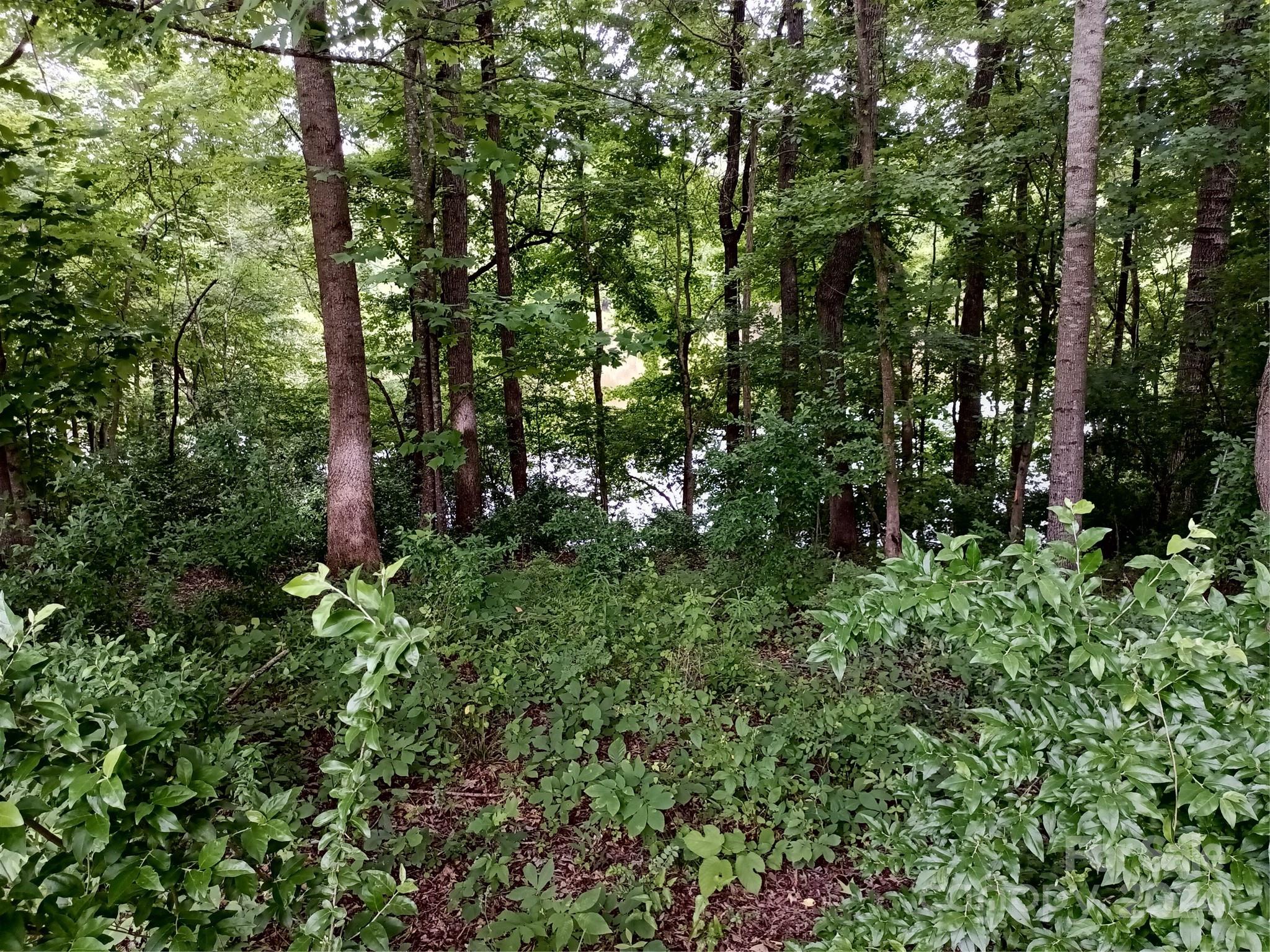 850 Butler Lake Road Chester, SC 29706 - Photo 7 of 20 a view of tree